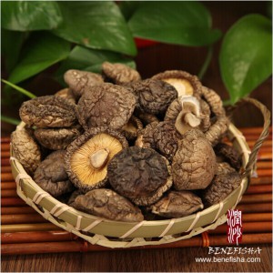 Dried Mushroom (Korean Glossy Surface)
